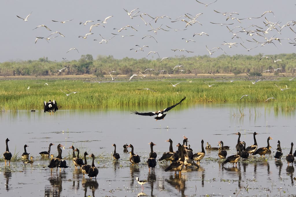 yt-youtube-to-mp3 | Bird Watching in Mamukala Wetlands: Avian Diversity in Kakadu