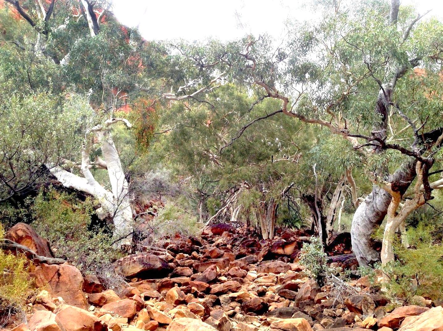 yt-youtube-to-mp3 | Exploring the Ancient Kings Canyon Creek Bed