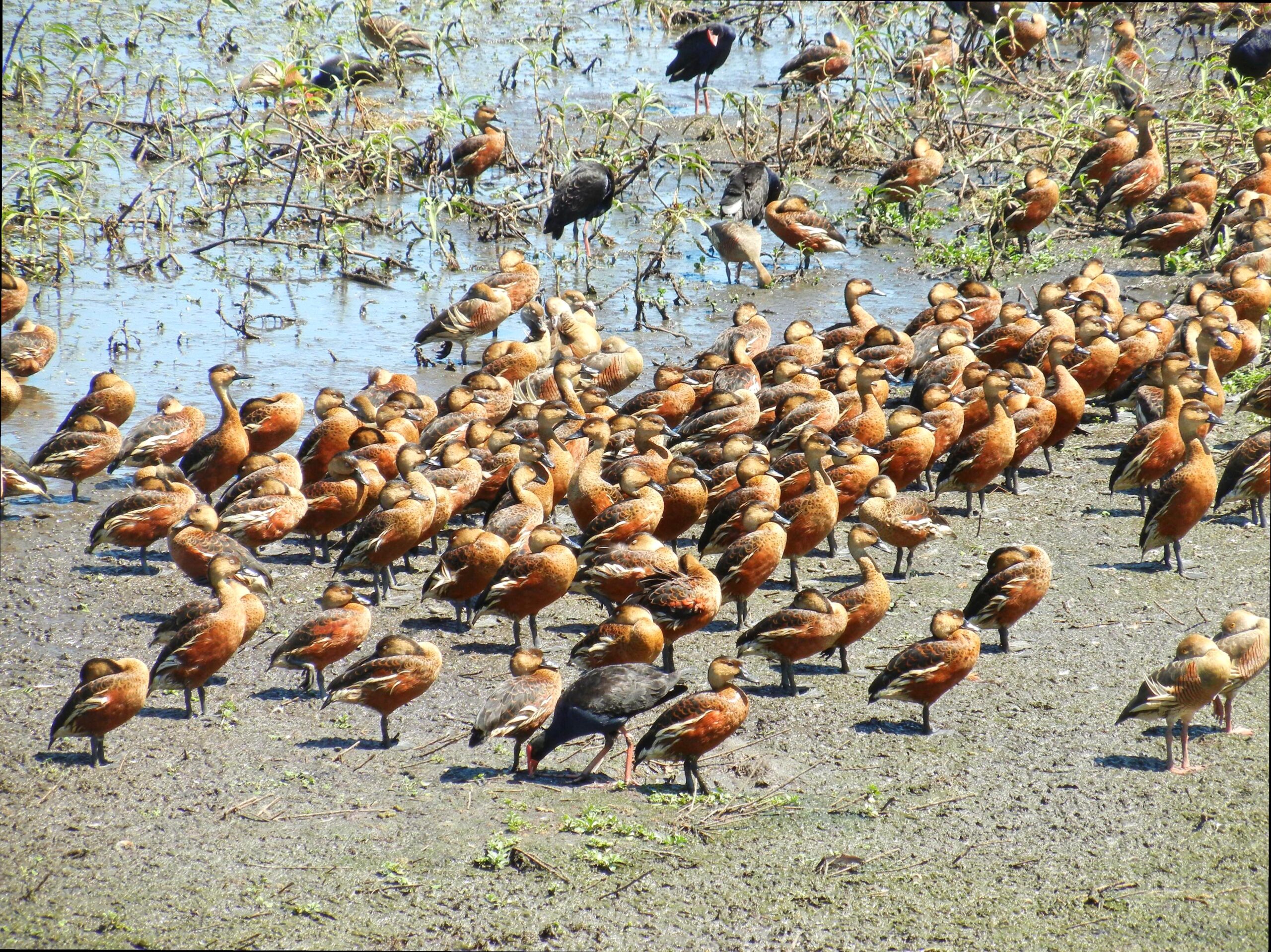 yt-youtube-to-mp3 | Bird Watching in Mamukala Wetlands: Avian Diversity in Kakadu