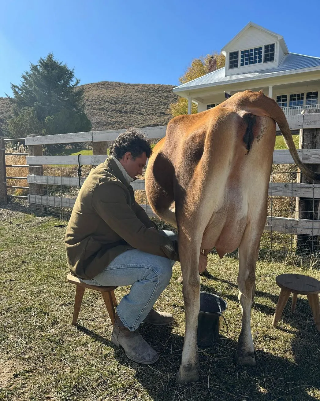 Cow Milking