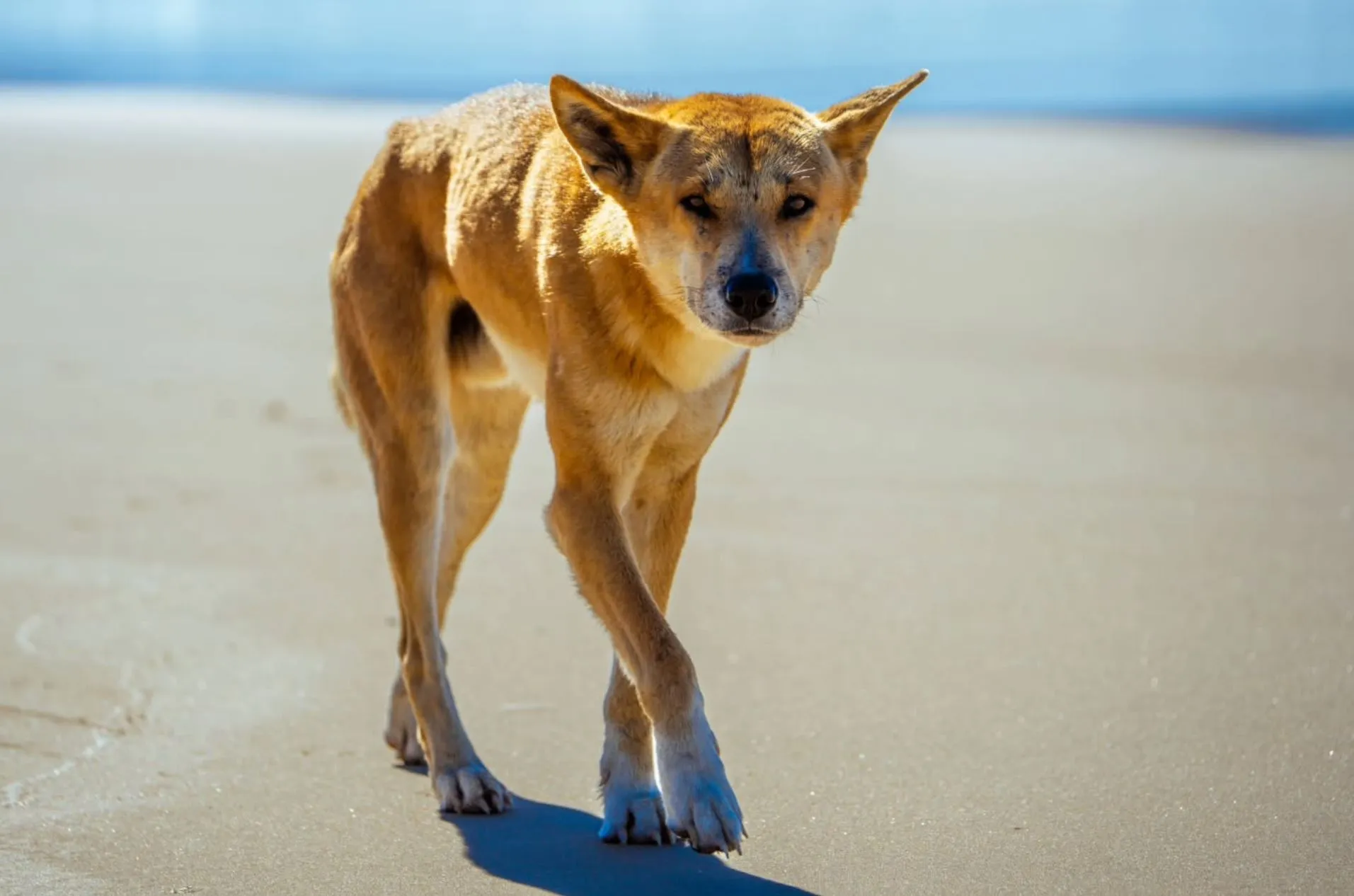 The History of Dingoes in Australia