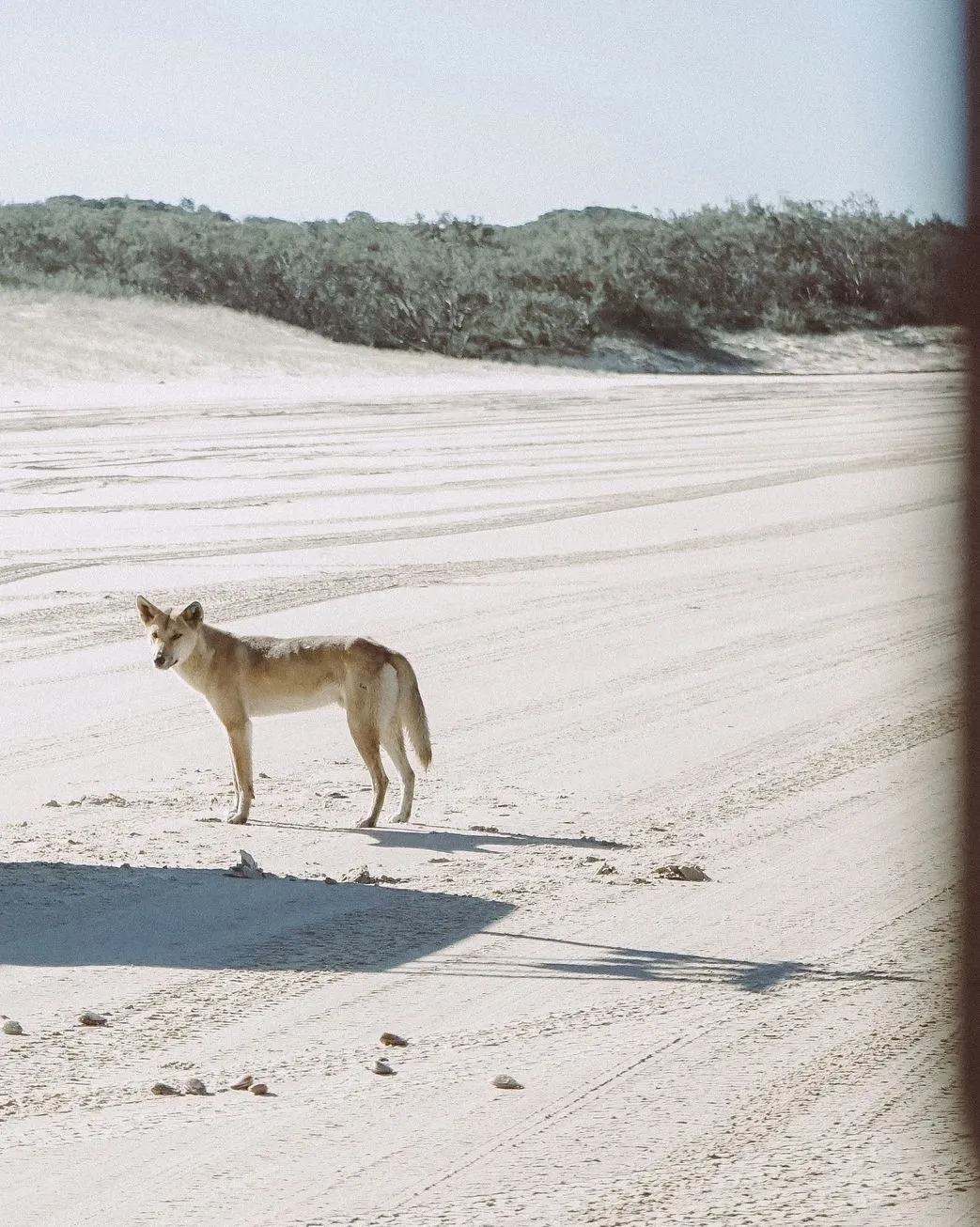 Fraser Island
