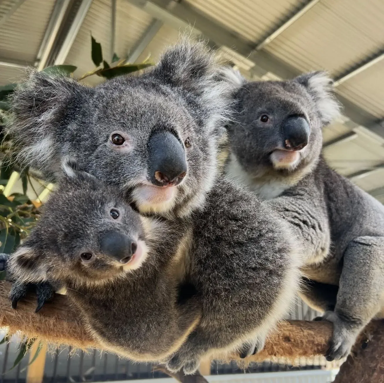 koalas