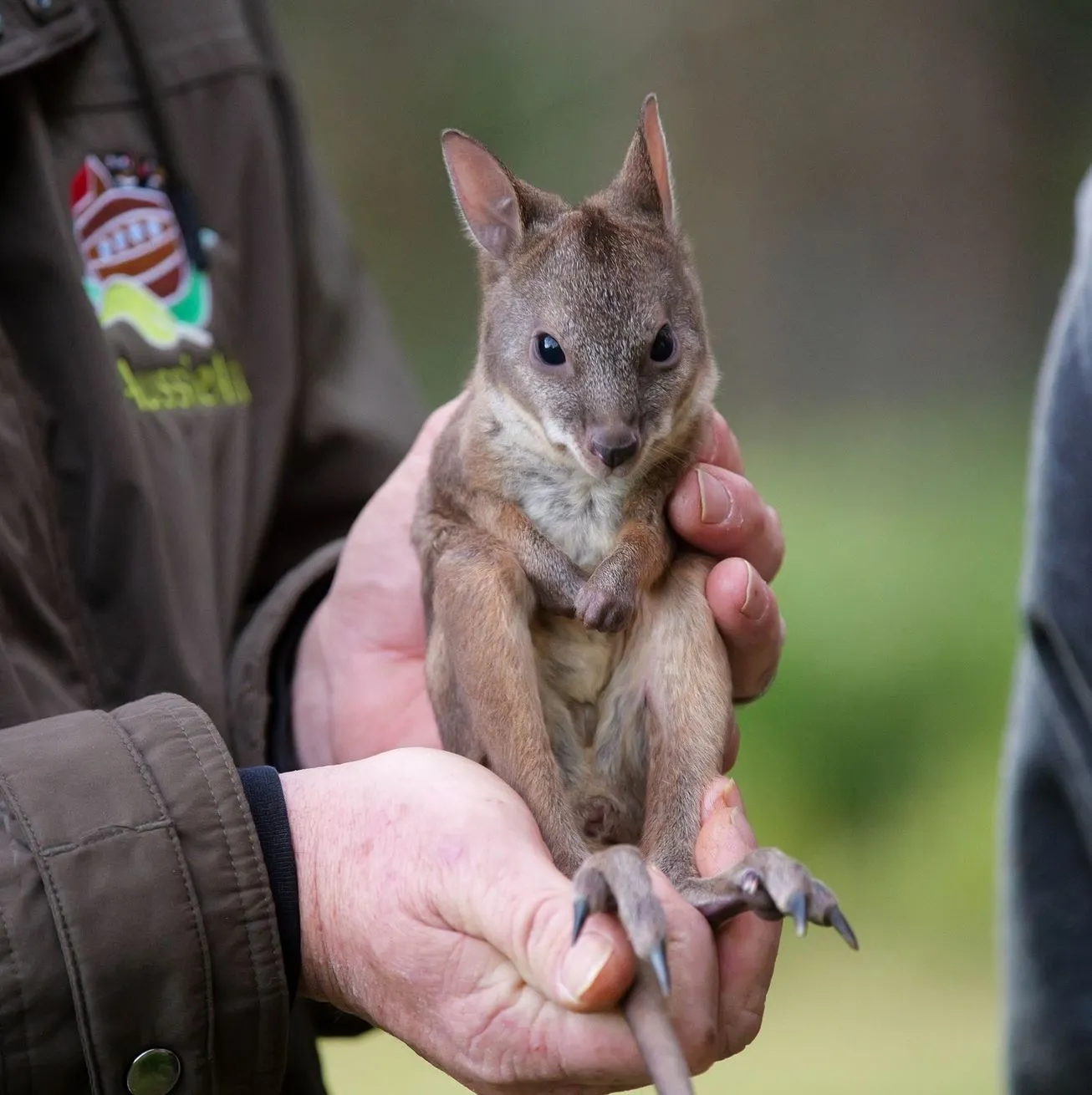 Wallabies